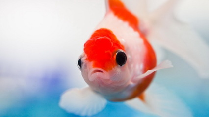 金鱼特写 灵动水中的一抹绚烂