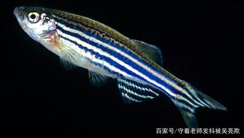 鱼热门商品专区
